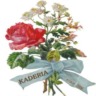 セレクトショップ　KADERIA